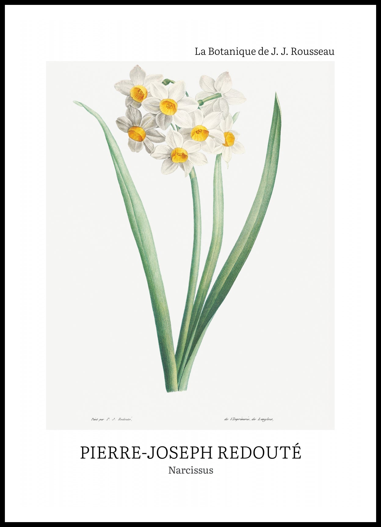 Plakat  Design Narcissus, Redoute Vintage do Salonu