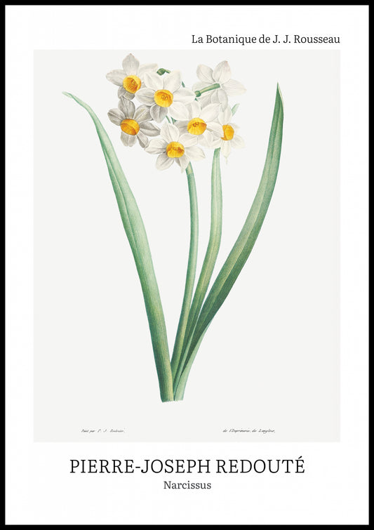 Plakat  Design Narcissus, Redoute Vintage do Salonu