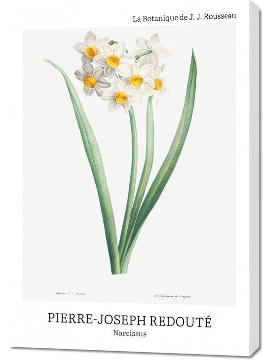 Obraz  Design Narcissus, Redoute Vintage do Salonu