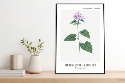 Obraz  Design morning-Glory, Redoute Vintage do Salonu