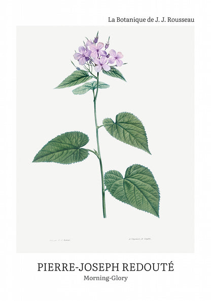 Plakat  Design morning-Glory, Redoute Vintage do Salonu