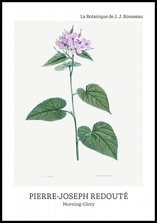 Plakat  Design morning-Glory, Redoute Vintage do Salonu