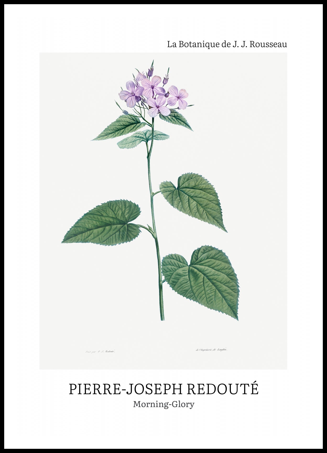 Plakat  Design morning-Glory, Redoute Vintage do Salonu