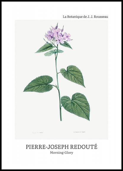 Plakat  Design morning-Glory, Redoute Vintage do Salonu