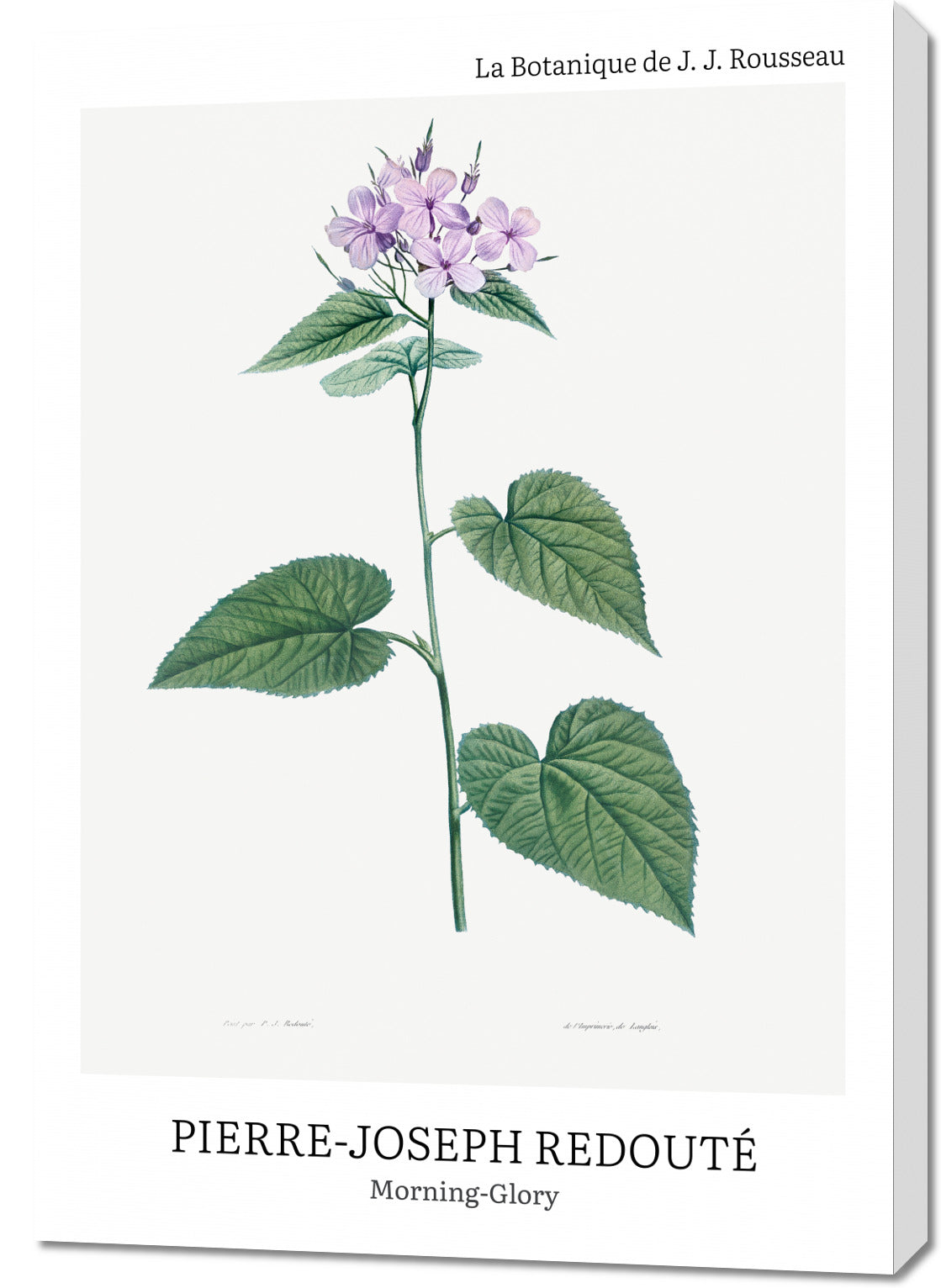 Obraz  Design morning-Glory, Redoute Vintage do Salonu