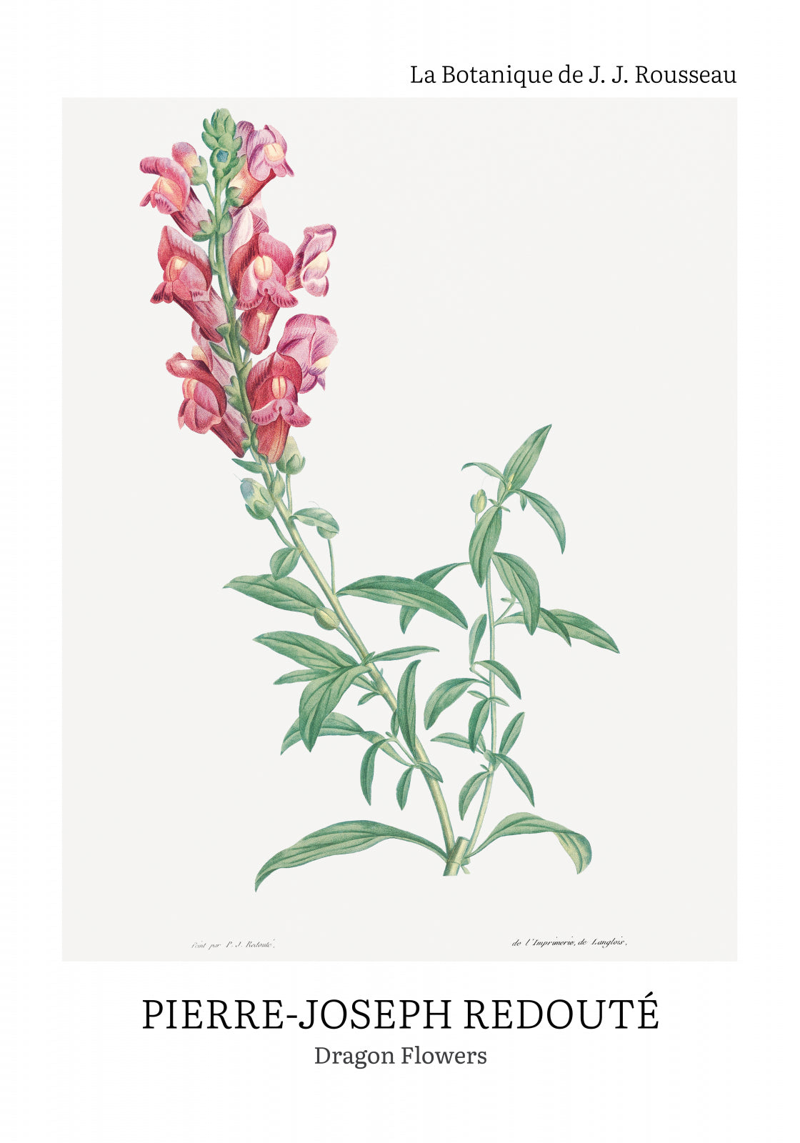 Plakat  Design Dragon Flowers, Redoute Vintage do Salonu