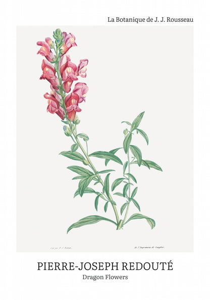 Plakat  Design Dragon Flowers, Redoute Vintage do Salonu