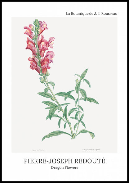 Plakat  Design Dragon Flowers, Redoute Vintage do Salonu
