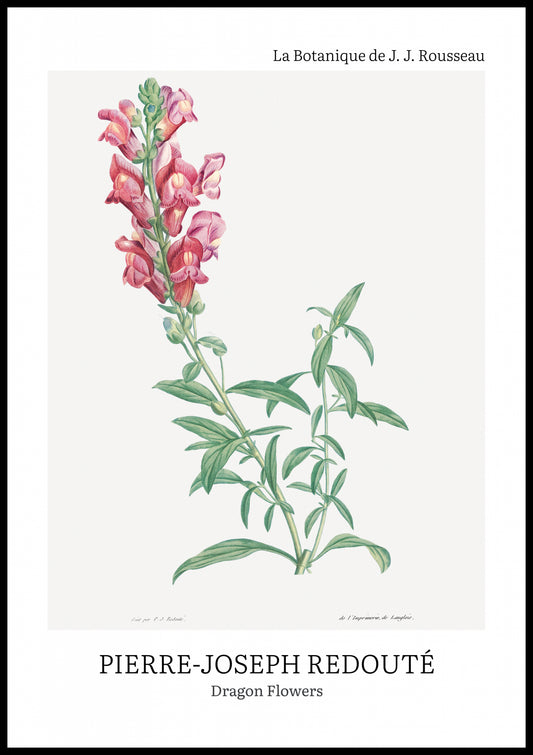 Plakat  Design Dragon Flowers, Redoute Vintage do Salonu