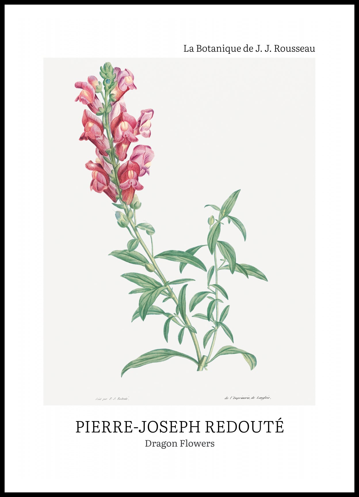 Plakat  Design Dragon Flowers, Redoute Vintage do Salonu