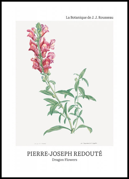 Plakat  Design Dragon Flowers, Redoute Vintage do Salonu