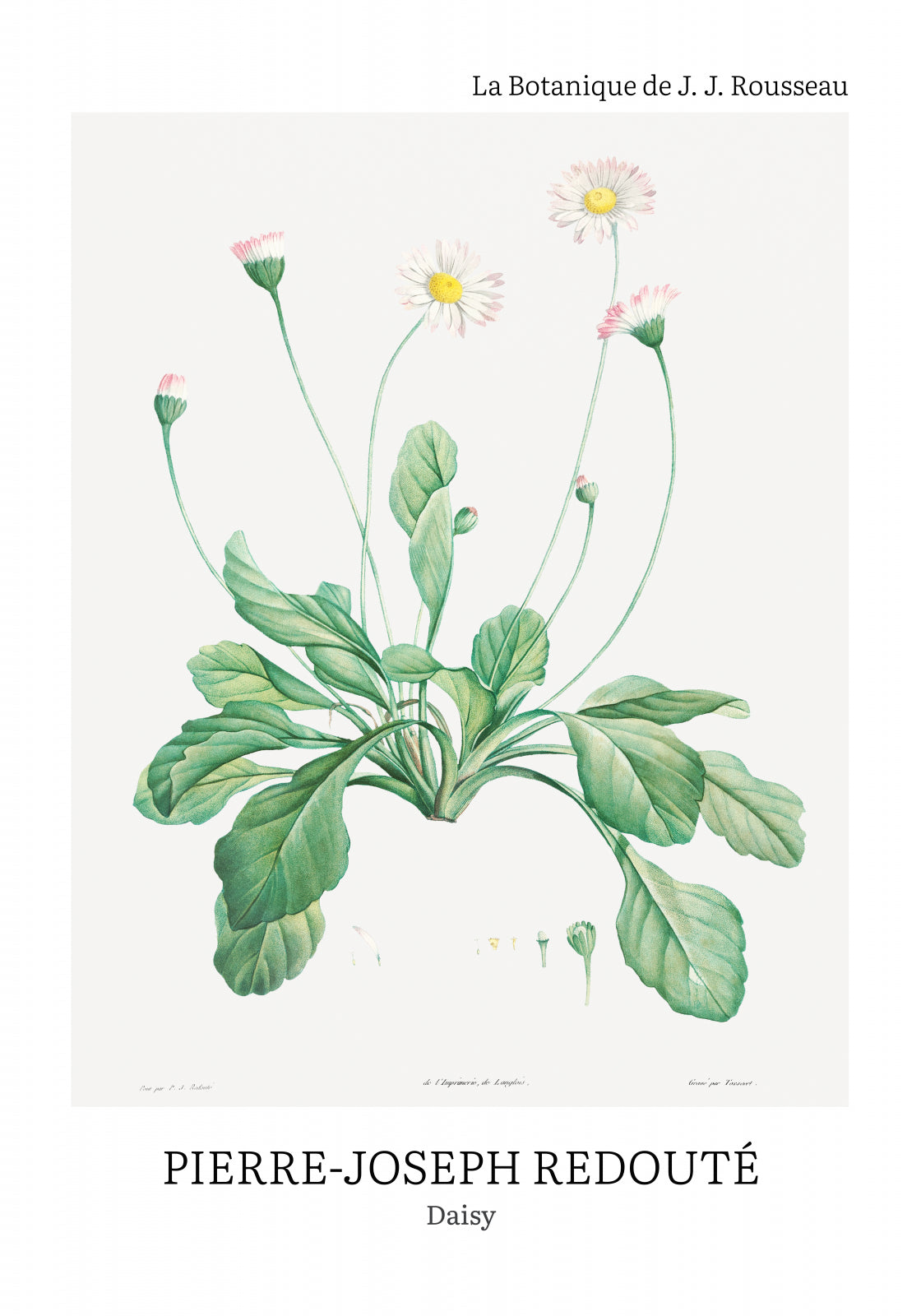 Plakat  Design Daisy, Redoute Vintage do Salonu