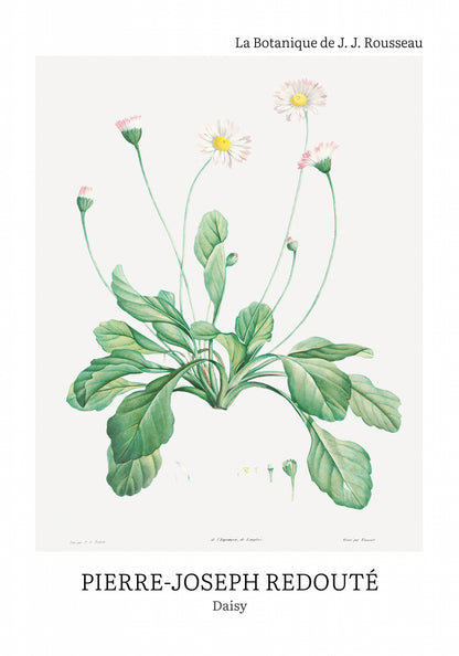 Plakat  Design Daisy, Redoute Vintage do Salonu