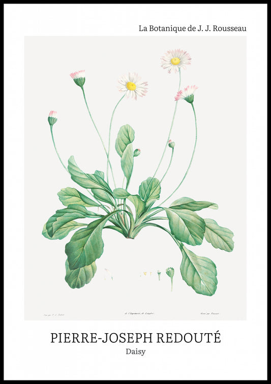 Plakat  Design Daisy, Redoute Vintage do Salonu