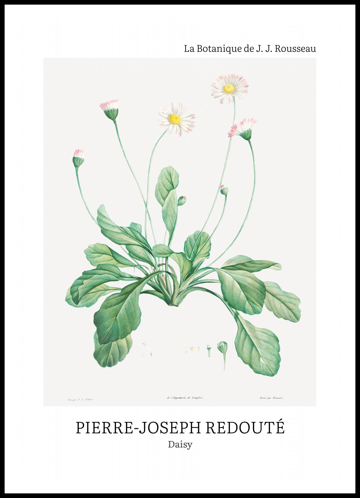 Plakat  Design Daisy, Redoute Vintage do Salonu