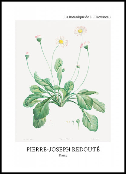 Plakat  Design Daisy, Redoute Vintage do Salonu