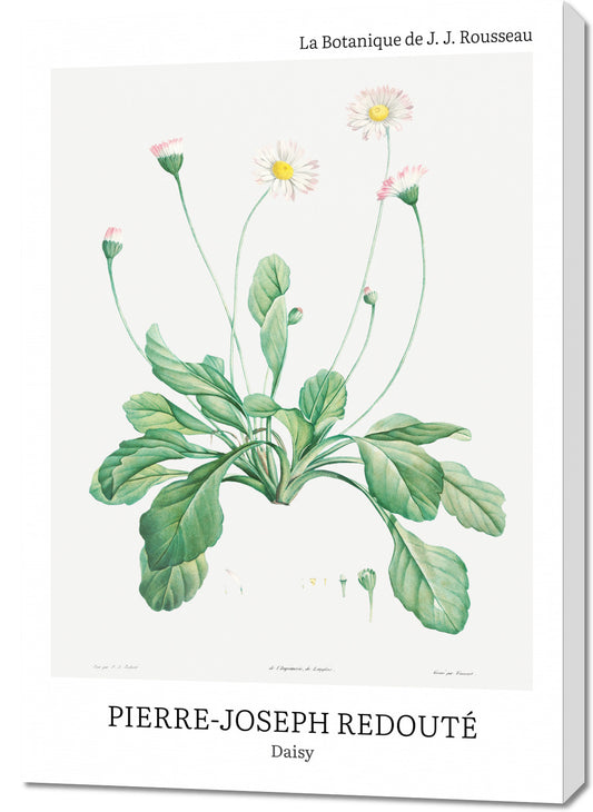 Obraz  Design Daisy, Redoute Vintage do Salonu