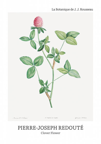 Plakat  Design Clover Flower, Redoute Vintage do Salonu