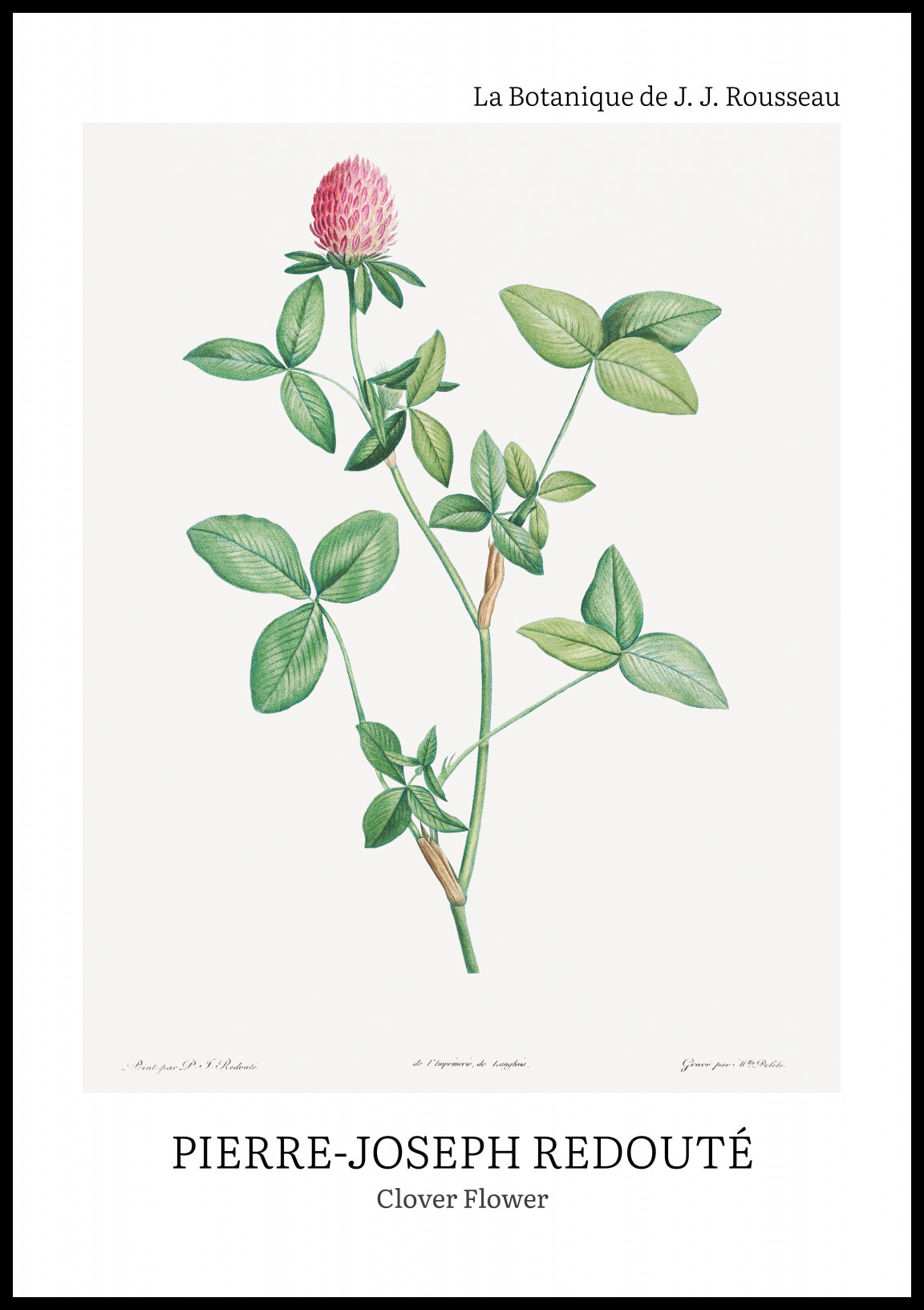 Plakat  Design Clover Flower, Redoute Vintage do Salonu