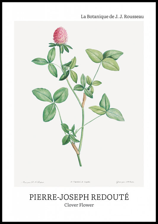 Plakat  Design Clover Flower, Redoute Vintage do Salonu