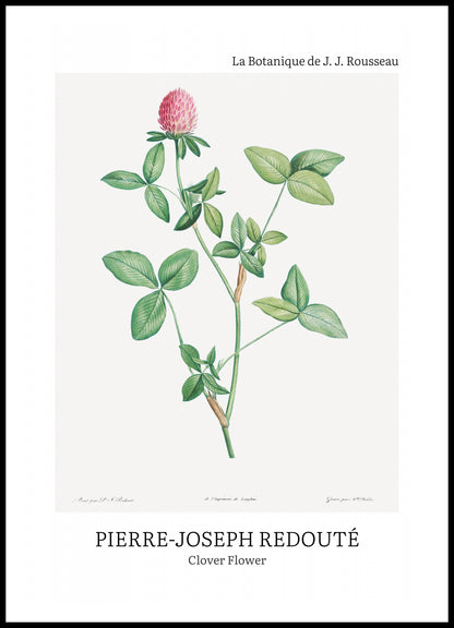 Plakat  Design Clover Flower, Redoute Vintage do Salonu