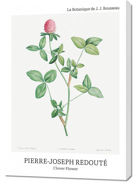 Obraz  Design Clover Flower, Redoute Vintage do Salonu