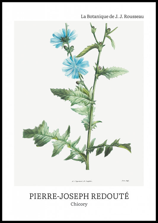 Plakat  Design Chicory, Redoute Vintage do Salonu