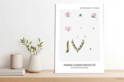 Obraz  Butterfly Pea Flower, Redoute Vintage do Salonu