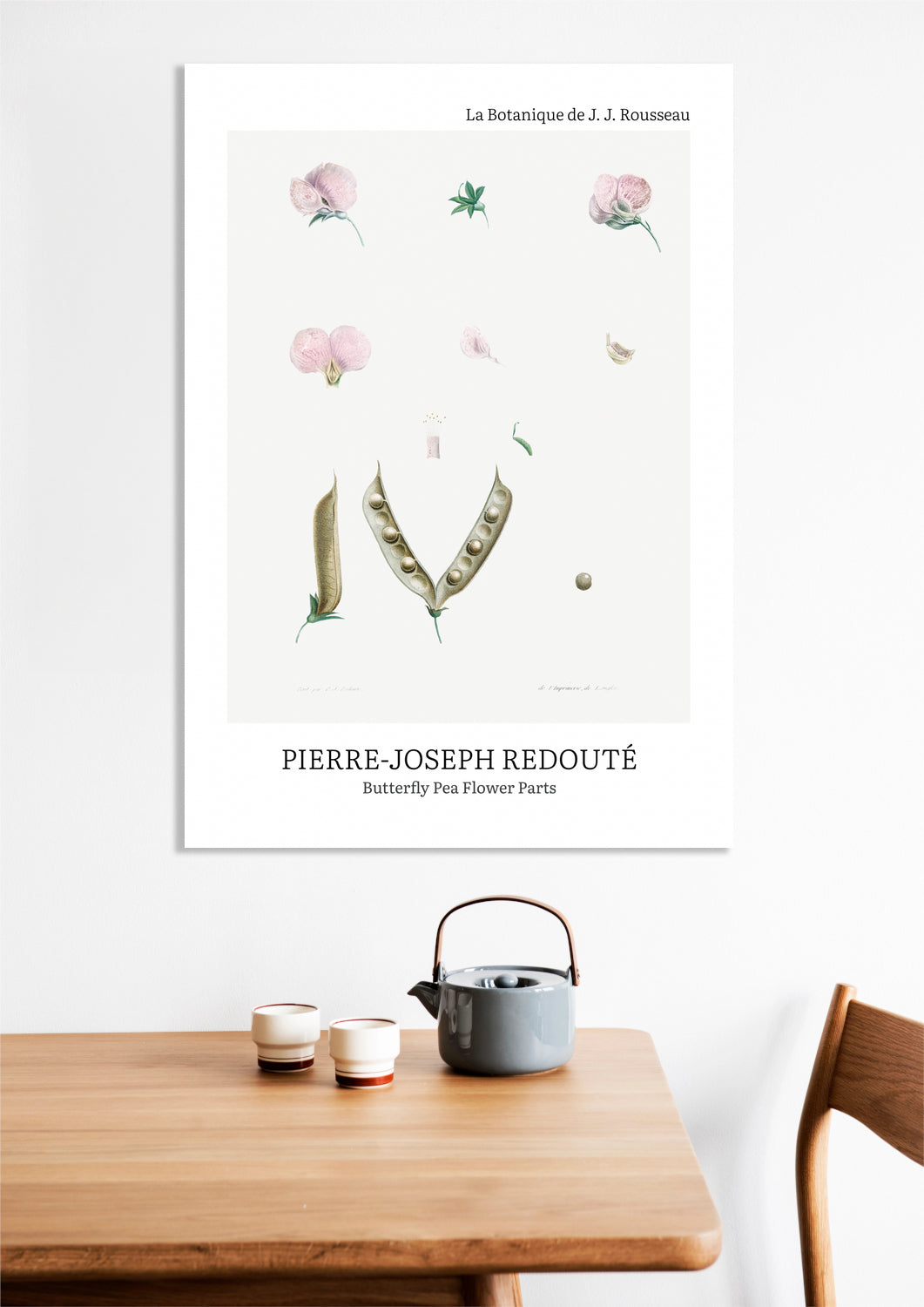 Obraz  Butterfly Pea Flower, Redoute Vintage do Salonu