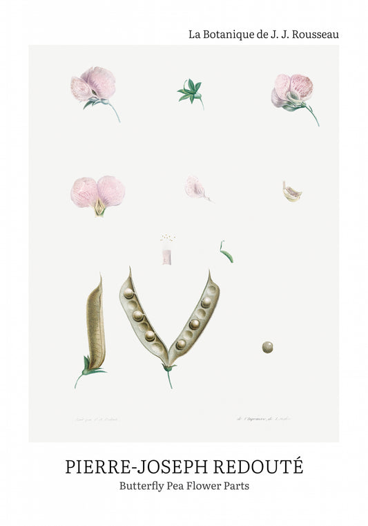 Plakat  Butterfly Pea Flower, Redoute Vintage do Salonu
