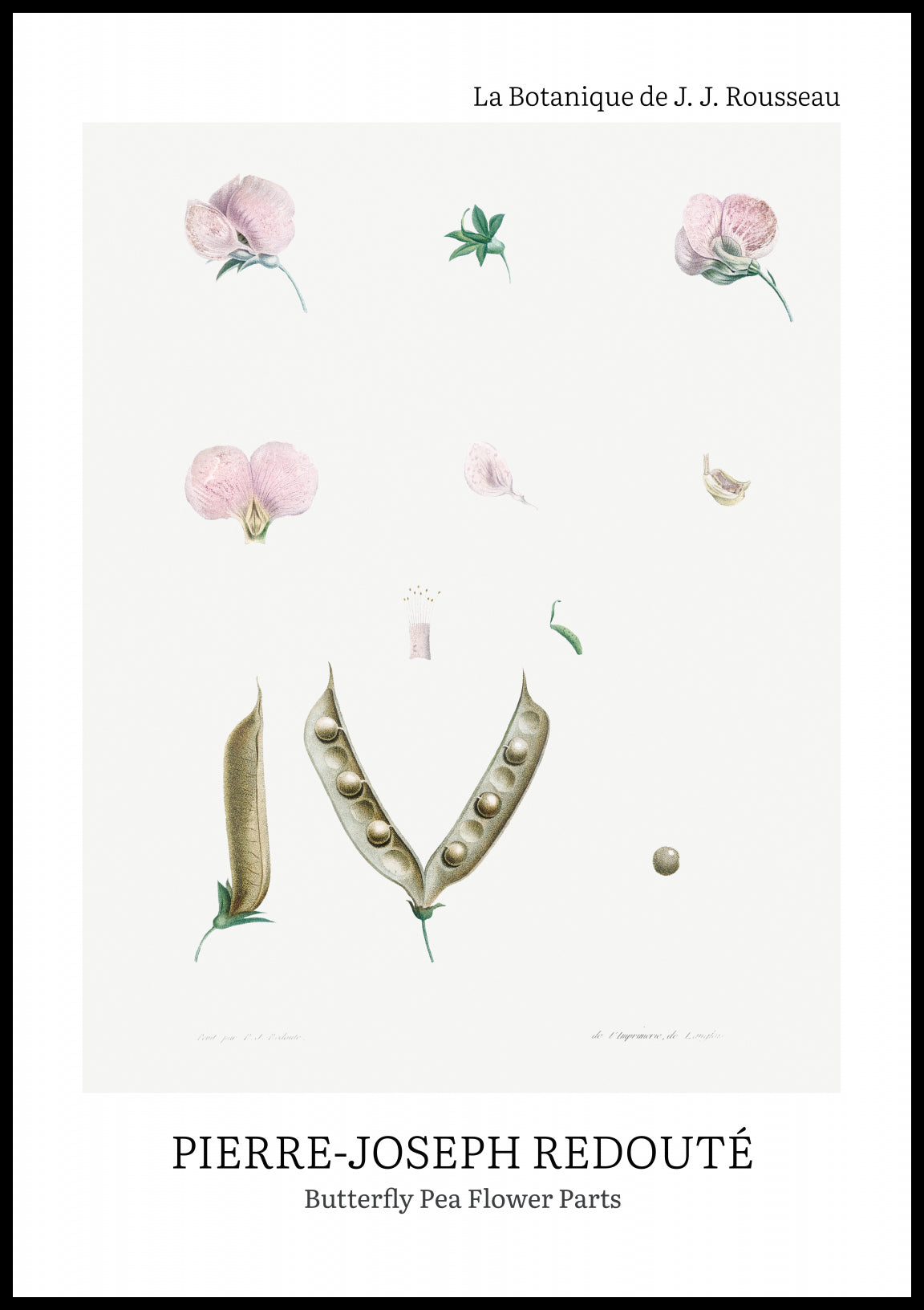 Plakat  Butterfly Pea Flower, Redoute Vintage do Salonu