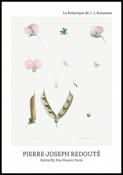 Plakat  Butterfly Pea Flower, Redoute Vintage do Salonu