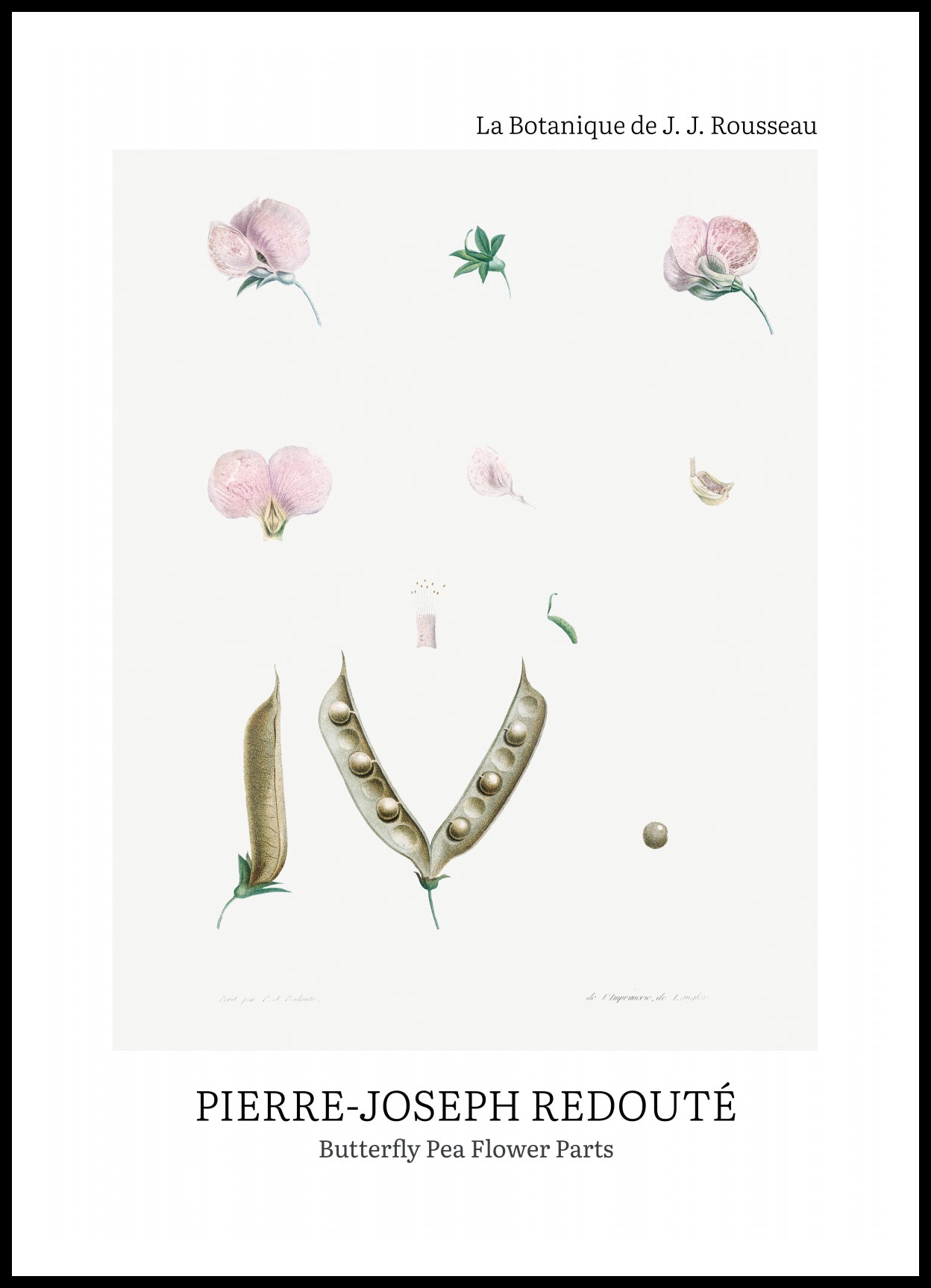 Plakat  Butterfly Pea Flower, Redoute Vintage do Salonu