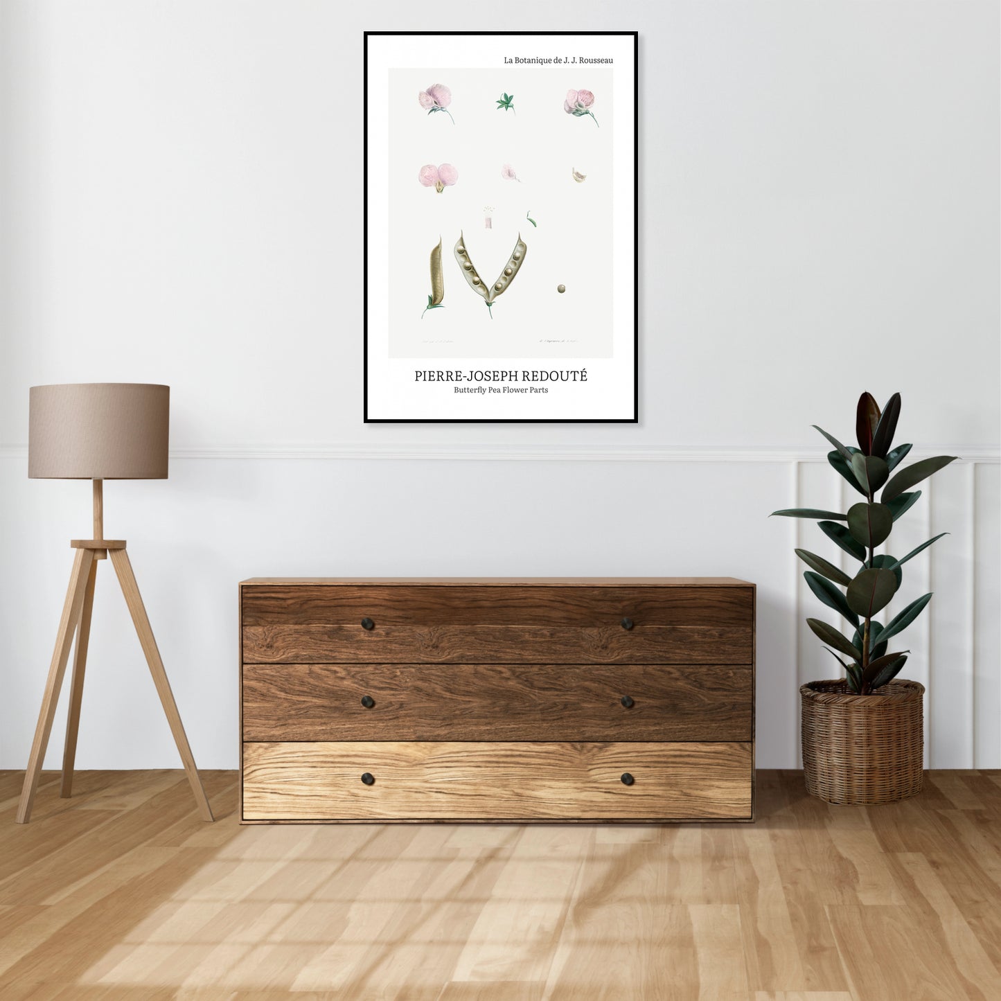 Plakat  Butterfly Pea Flower, Redoute Vintage do Salonu