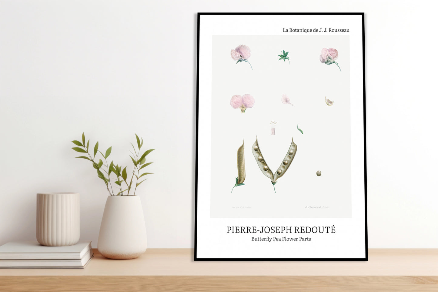 Plakat  Butterfly Pea Flower, Redoute Vintage do Salonu