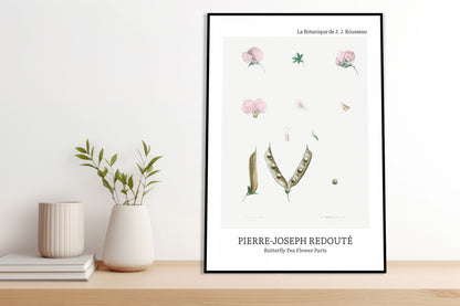 Plakat  Butterfly Pea Flower, Redoute Vintage do Salonu
