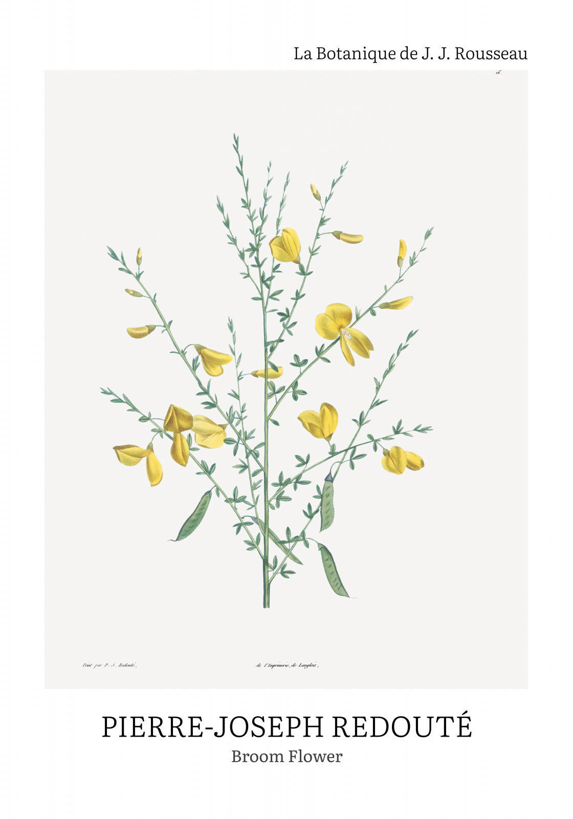 Plakat  Design Broom Flower, Redoute Vintage do Salonu