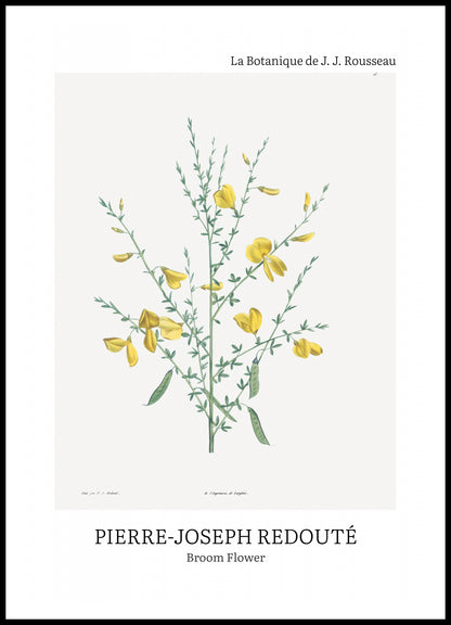 Plakat  Design Broom Flower, Redoute Vintage do Salonu