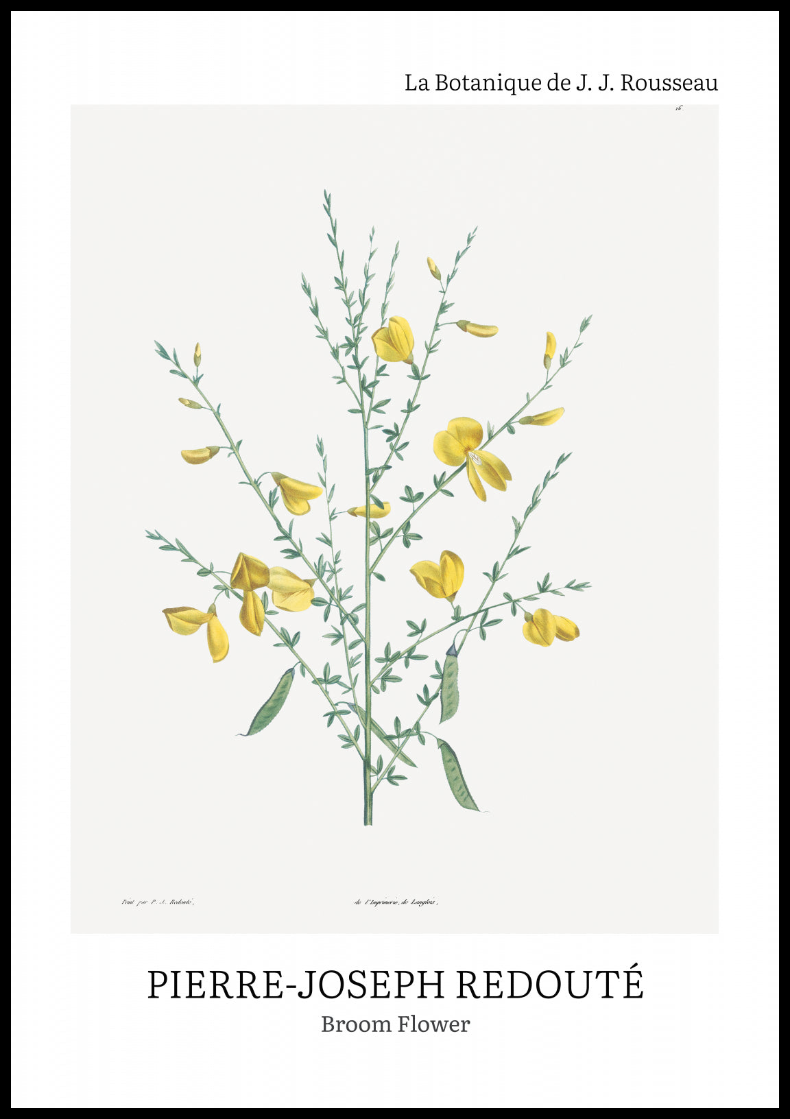 Plakat  Design Broom Flower, Redoute Vintage do Salonu
