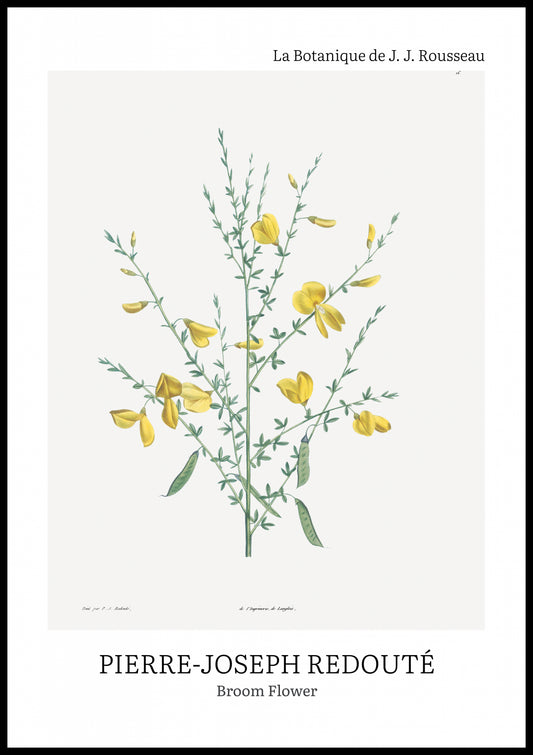 Plakat  Design Broom Flower, Redoute Vintage do Salonu