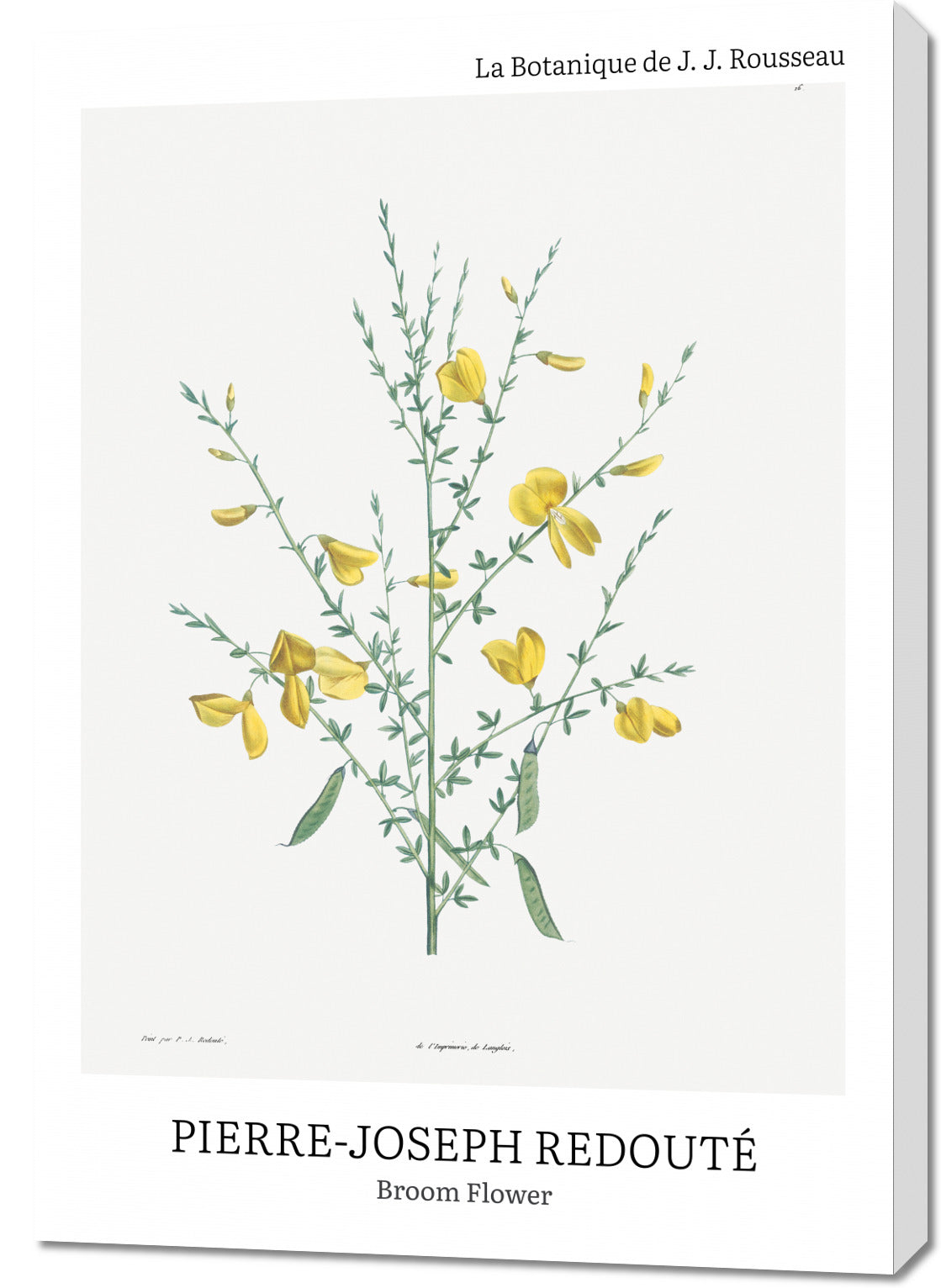 Obraz  Design Broom Flower, Redoute Vintage do Salonu