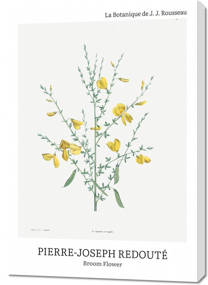 Obraz  Design Broom Flower, Redoute Vintage do Salonu