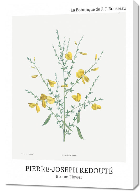 Obraz  Design Broom Flower, Redoute Vintage do Salonu