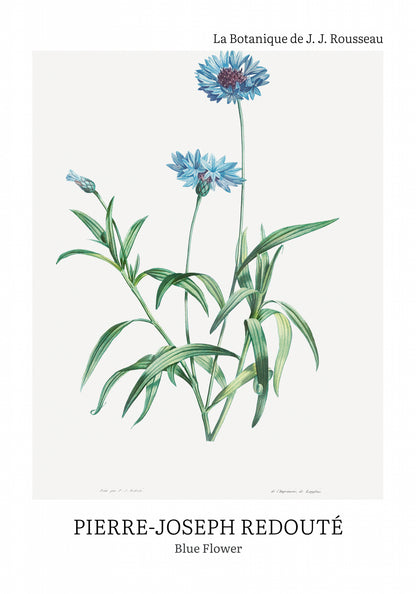 Plakat  Design Blue Flower, Redoute Vintage do Salonu