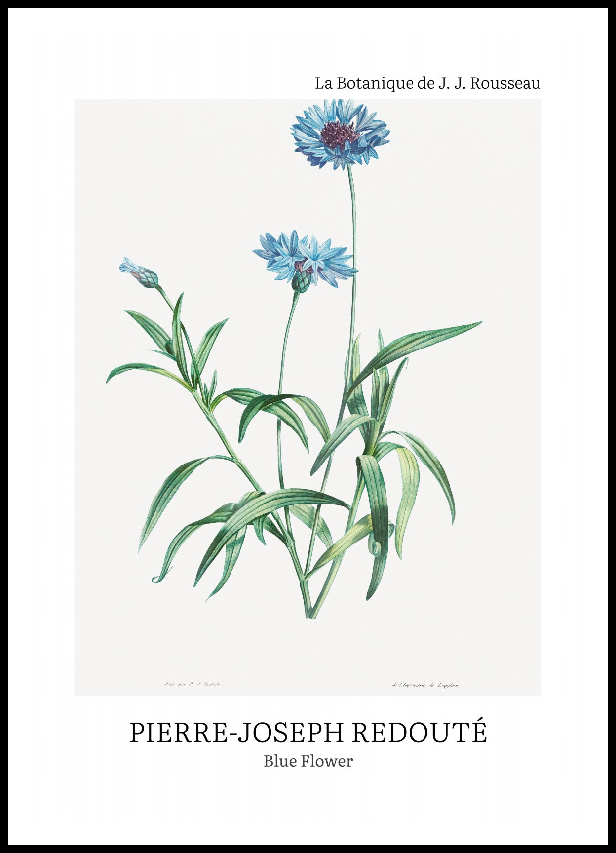 Plakat  Design Blue Flower, Redoute Vintage do Salonu
