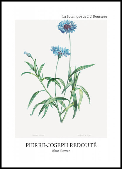 Plakat  Design Blue Flower, Redoute Vintage do Salonu