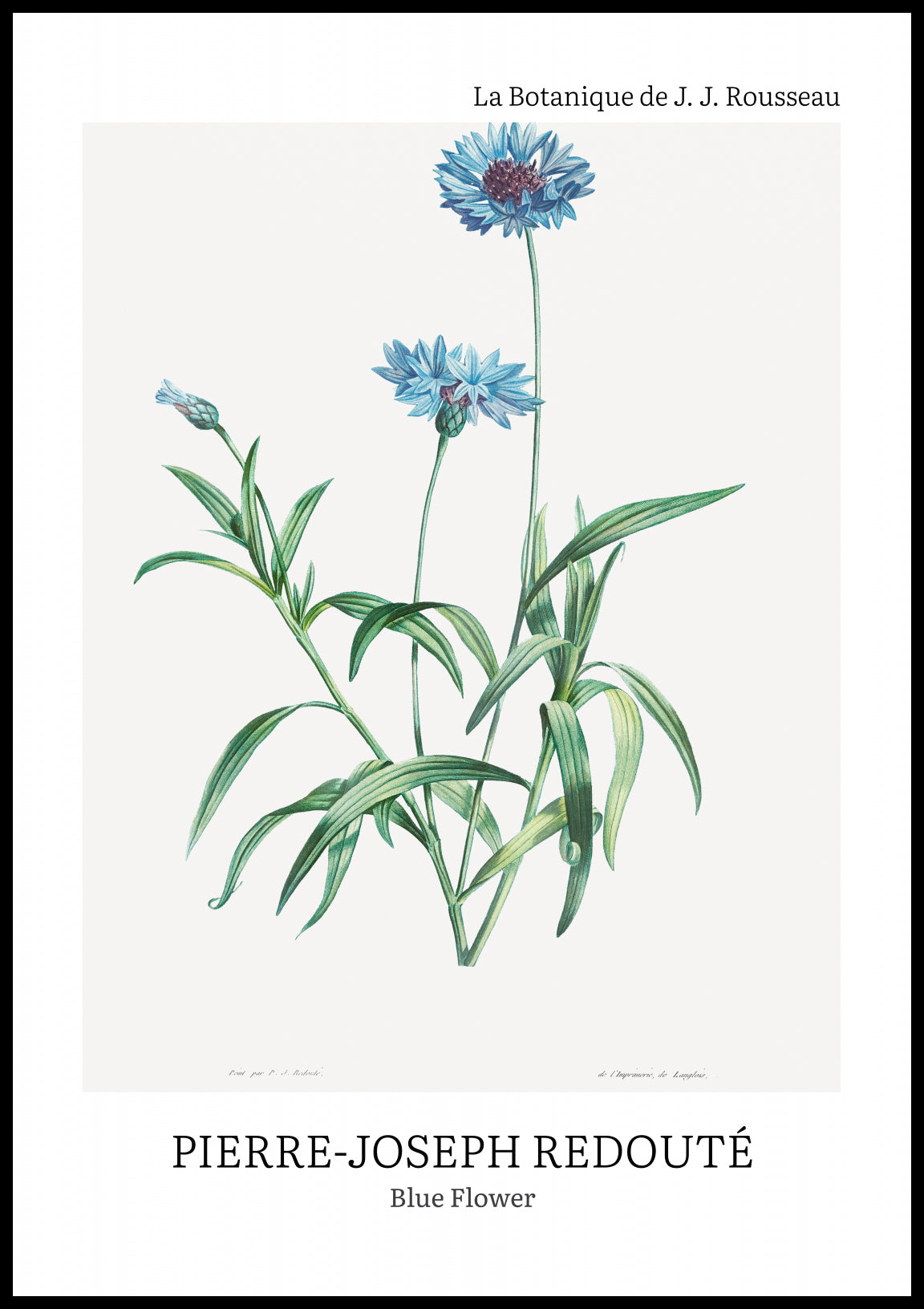 Plakat  Design Blue Flower, Redoute Vintage do Salonu