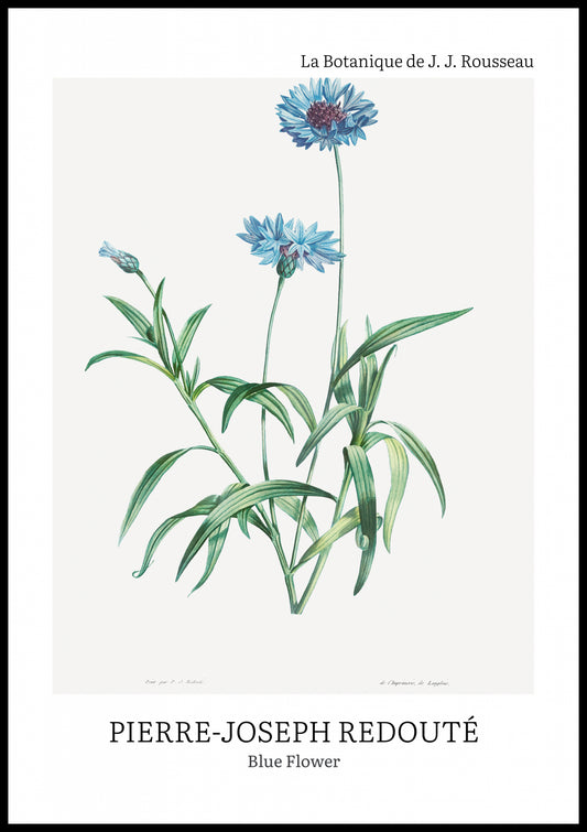 Plakat  Design Blue Flower, Redoute Vintage do Salonu
