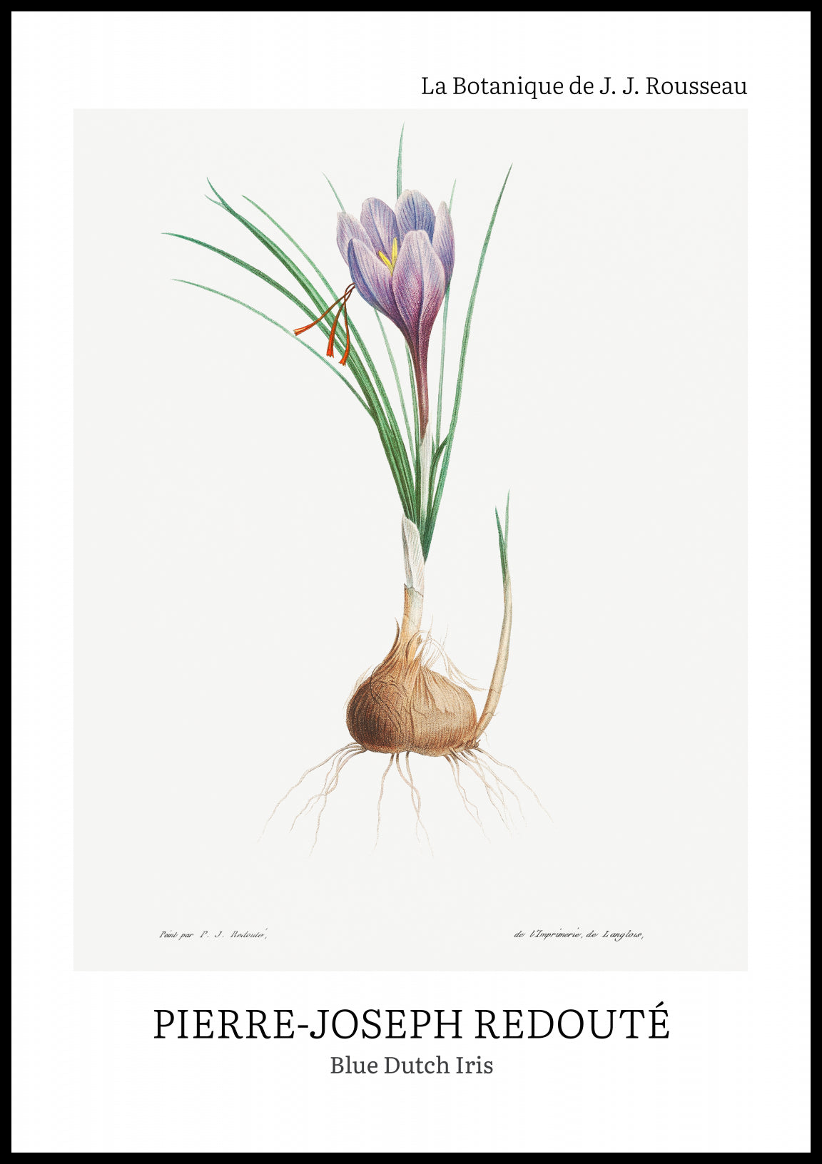 Plakat  Design Blue Dutch Iris, Redoute Vintage do Salonu