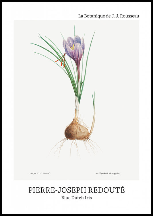 Plakat  Design Blue Dutch Iris, Redoute Vintage do Salonu